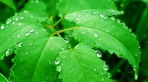 چون شبنم اوفتاده بدم پیش آفتاب مهرم به جان رسید و به عیوق بر شدم