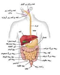 مصرف نابه جای برخی ملینها،باعث تنبلی روده می شود