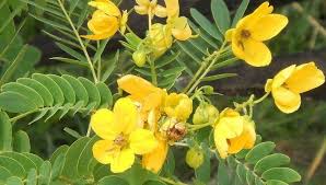 گیاه سنا