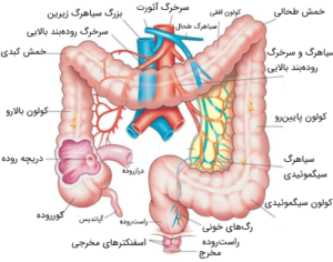 روده بزرگ