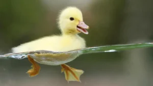 جوجه اردک بی دفاع