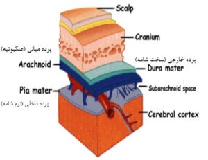 نمایی از لایه های دور مغز
