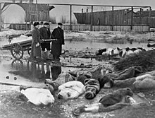 سه مرد در حال دفن قربانیان محاصره لنینگراد در سال 1942